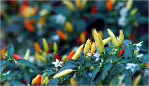 Chili Peppers Farming