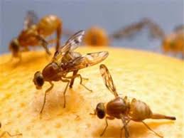 Saving citrus from fruit fly