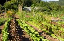 10 Reasons to Buy Organic