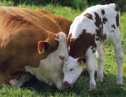COWS