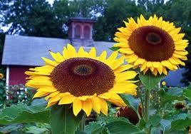 How to Grow Sunflower