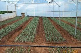 Production of High Value Crops Under Controlled Environment