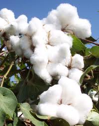 Cotton rates firm amid strong buying by mills