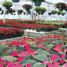 Floriculture