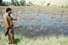 Growers advised to protect crops from stagnant rainwater