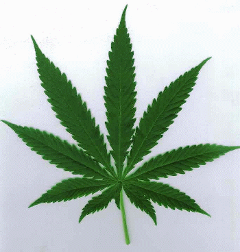 34 Medical Studies for the Skeptic Confirming that Cannabis Can Cure Cancer