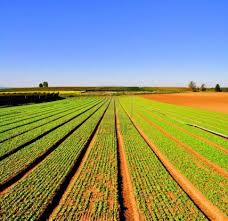 Agriculture is the backbone of Pakistan