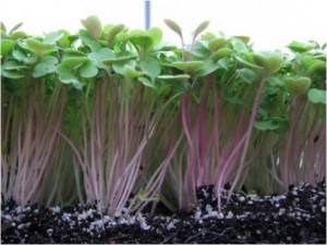 AGNR researchers discover huge health benefit in tiny, immature greens 