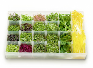 AGNR researchers discover huge health benefit in tiny, immature greens 