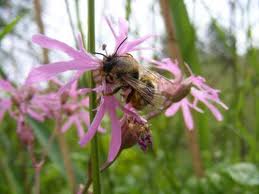 Bee Faithful? Plant-pollinator Relationships Compromised when Bees Decline