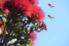 Bees ‘Betray’ their Flowers When Pollinator Species Decline