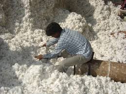 Fiscal Year 2013 raw cotton export slumps by 67 percent