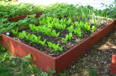 How To Grow A Salad Garden For The Whole Family