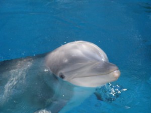 India Declares Dolphins Non-Human Persons, Bans Holding Them in Captivity