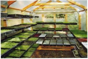 Microgreens have up to 40 times more vital nutrients than mature plants