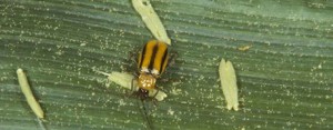 Monsanto’s BT-corn: Invincible corn? 