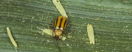 Monsanto’s BT-corn: Invincible corn?