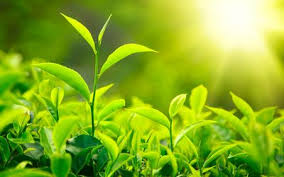 Pakistan Agribusiness Report Q1 2013
