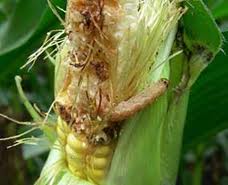 Pioneer: Corn Earworm, Western Bean Cutworm Management Tips for