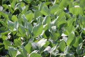 Plant Nutrient Analysis: Do your soybeans have the right stuff?