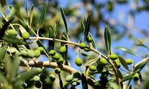 Potohar Region declared Olive Valley by govt