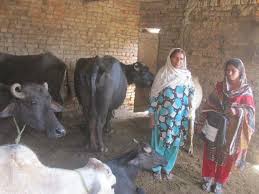 Punjab Livestock to launch training for womenfolk