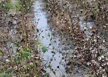 Rain damages 20 percent standing cotton crop