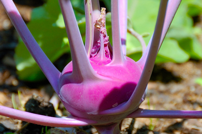 The Cole Crops: Delicious, Nutritious, Beautiful Staples of the Cool-Season Garden