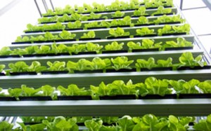 The World's First Commercial Vertical Farm Opens in Singapore