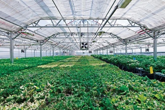 Whole Foods Announces Plans for 20,000 Sq. Ft. Rooftop Farm Atop New Gowanus Store