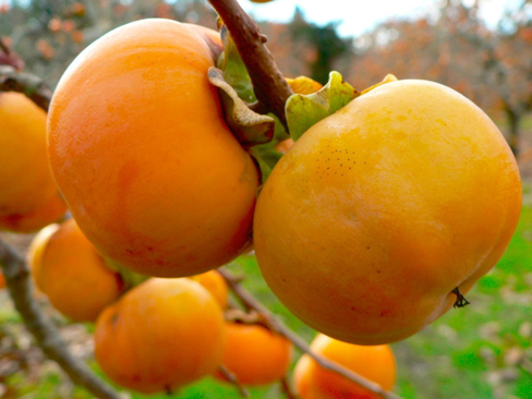 10 Under-Used Trees and Shrubs For the Fruitful Edible Yard