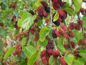 10 Under-Used Trees and Shrubs For the Fruitful Edible Yard