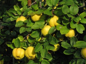 10 Under-Used Trees and Shrubs For the Fruitful Edible Yard