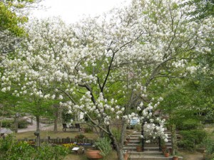 10 Under-Used Trees and Shrubs For the Fruitful Edible Yard