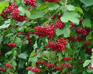 10 Under-Used Trees and Shrubs For the Fruitful Edible Yard