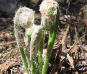 Carcinogen Found in Fiddle Heads