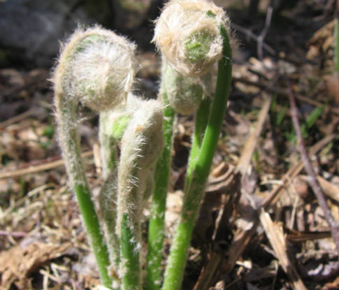 Carcinogen Found in Fiddle Heads