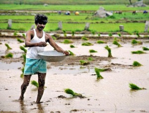 Declining fertiliser usage hurting agriculture output 