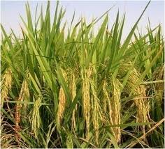 Huge cut in Basmati rice exports feared: international buyers lose trust in QRC certification