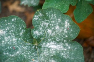 Organic Gardening 101: How to Prevent Powdery Mildew