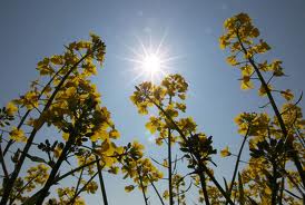 PAD’s advice about canola sowing
