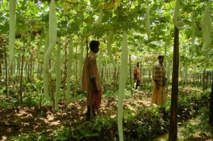 Pesticide-free: Drive to promote organic farming launched 