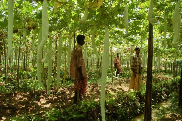 Pesticide-free: Drive to promote organic farming launched