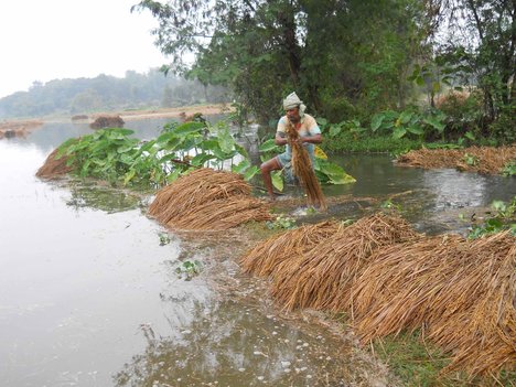 Standing paddy crop badly hit by flood