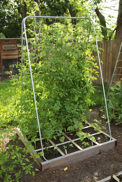 Tomato Towers