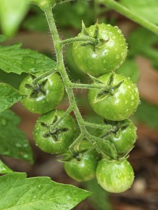 Tomato Towers