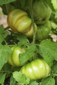 Tomato Towers