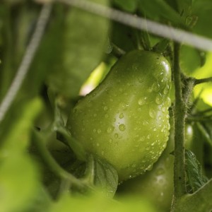 Tomato Towers