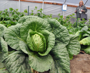 Tunnel to growth — High tunnels produce bountiful results