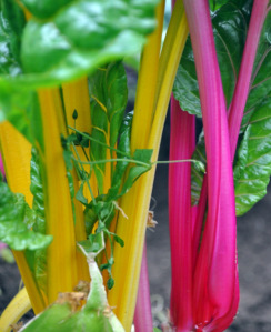 Tunnel to growth — High tunnels